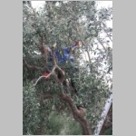 320 Mimi arbeitet sich weiter durchs Astgewirr....JPG 320 Mimi arbeitet sich weiter durchs Astgewirr....JPG